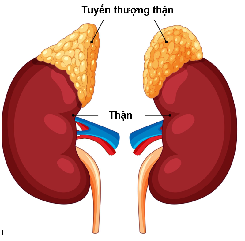 Tuyến thượng thận.PNG